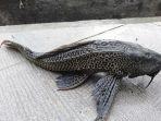 ikan-sapu-sapu-spesies-invasif-di-danau-tempe-wajo.jpg