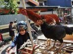 ilustrasi-ayam-2672021.jpg