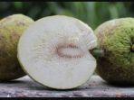 ilustrasi-buah-sukun-c.jpg