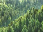 ilustrasi-hutan-1.jpg