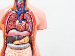 ilustrasi-organ-tubuh-1-2992019.jpg