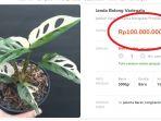 janda-bolong-albino-paling-diminati-punya-enam-helai-daun-dijual-dengan-harga-rp-100-juta.jpg