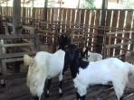 kambing-etawa_20160328_185600.jpg