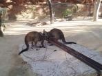 kanguru_20160524_212042.jpg<pf>sydney-wildlife-world_20160524_210802.jpg<pf>sydney-opera-house_20160524_211843.jpg<pf>sydney-harbour-bridge_20160524_211811.jpg<pf>the-rocks_20160524_211526.jpg