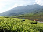 kebuh-teh-solok_20181018_173839.jpg