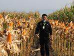 kementan-dorong-industri-pakan-ternak-serap-jagung-3.jpg