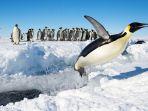 koloni-penguin.jpg