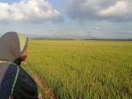 kondisi-sawah-di-kampung-data-kabupaten-maros.jpg