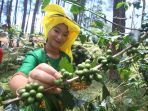 kopi-toraja_20170826_215036.jpg