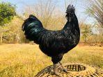 kumpulan-olahan-ayam-cemani-mulai-sup-ayam-hingga-ayam-cemani-panggang-berikut-selengkapnya.jpg