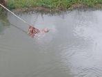 mayat-perempuan-di-danau-tempe.jpg