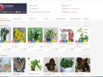 melona-garden-di-shopee.jpg