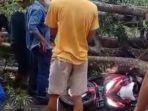 motor-berboncengan-tertimpa-pohon-tumbang-di-Desa-Tanakaraeng-gowa.jpg
