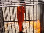 muath-al-kasasbeh_20180517_151314.jpg