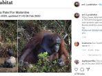 orangutan-ularkan-tangan.jpg