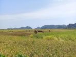 panen-di-pangkep_20180402_133928.jpg