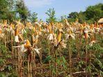 panen-melimpah-pemerintah-siap-jaga-stabilitas-harga-jagung-petani-2.jpg