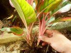 pemisahan-anak-aglonema.jpg