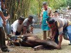 pemotongan-sapi-kurban-oleh-wali-kota-parepare-taufan-paw3.jpg
