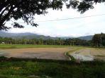 persawahan-di-desa-pongko-kecamatan-walenrang-utara.jpg