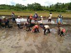 petani-bersama-penyuluh-desa-wailana-melakukan-penanaman-padi-bersama.jpg