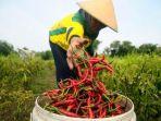 petani-cabai.jpg