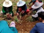 petani-di-bantaeng-saat-melakukan-panen-bawang-merah-1742021.jpg