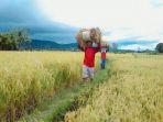 petani-di-kecamatan-tanete-rilau-kabupaten-barru-memikul-gabahnya-pasca-panen.jpg