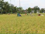 petani-ngawi__.jpg