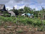petani-sinjai-keluhkan-harga-cabai.jpg