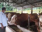 peternakan-sapi-di-boyolali-jawa-tengah-1232022.jpg