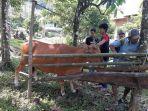 petugas-ternak-sapi-sedang-memberi-tanda-kepada-ternak-masyarakat-di-sinjai-timur.jpg