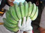 pisang-saat-ini-indonesia-tengah.jpg