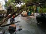 pohon-depan-kantor-dinas_20180421_104845.jpg