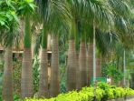 pohon-palem_20181011_212123.jpg