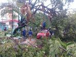 pohon-trembesi-di-depan-rs-labuang-baji-jl-dr-ratulangi-makassar-2.jpg