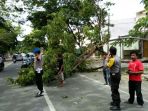 pohon-tumbang-di-bulukumba_20180308_211918.jpg
