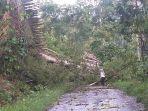 pohon-tumbang-terjadi-di-jalan-poros-borong-rappoa.jpg