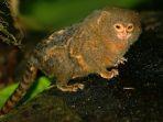 pygmy-marmoset-salah-satu-hewan-terkecil-di-dunia.jpg