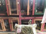 rumah-kelinci-makassar-shop-breeder.jpg