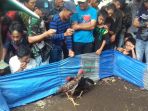 sabung-ayam-ilustrasi_20170113_202655.jpg