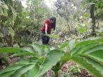 salah-seorang-mahasiswi-sedang-memperhatikan-tanaman-porang-di-kebun-miliknya-di-desa-puncak.jpg