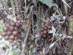salak-pangkep_20160130_210257.jpg
