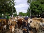 sapi-antang.jpg