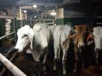 sapi-brahman-cross-yang-diberangkatkan-ke-Subang-lewat-pelabuhan-cappa-ujung.jpg