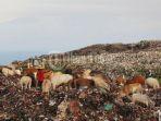 sapi-di-tempat-pembunagan-sama.jpg