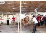 sapi-kurban-dari-jokori-ngamuk-saat-akan-disembelih-di-solo-jawa-tengah-minggu-1182019.jpg