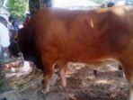 sapi-kurban-jokowi_20180822_132258.jpg