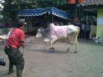 sapi-kurban-ngamuk.jpg