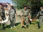 satpol-pp-kabupaten-luwu-utara-mengamankan-kambing.jpg